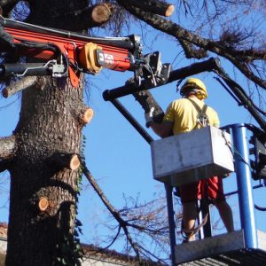 potatura-abbattimento-alberi-bologna