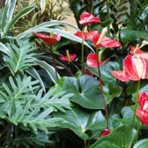 Fiori rossi in primo piano