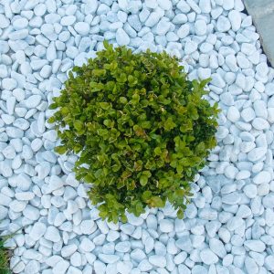 Pianta su ciottolato