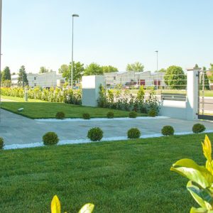 Siepi e piccole piante di nuova installazione