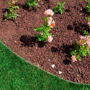 rose colorate appena piantate