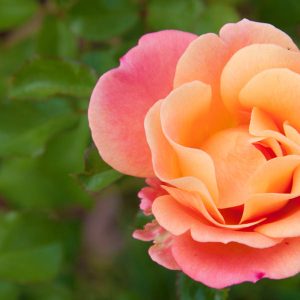 rosa arancio e rosa in primo piano