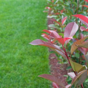 primo piano siepe in giardino