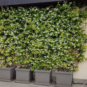 gelsomino-fiori-terrazzo