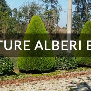 manutenzione giardino