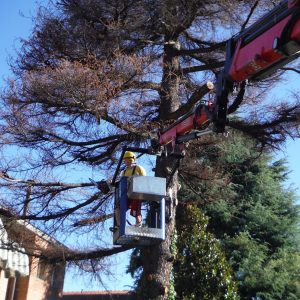 potatura-alberi-bologna