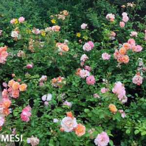 progettazione-giardino-bologna