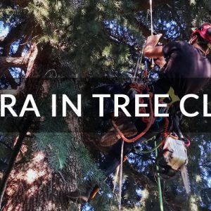 tree-climbing-bologna