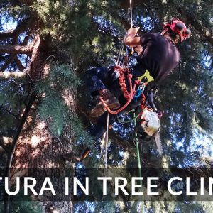 potatura-alberi-arrampicandosi