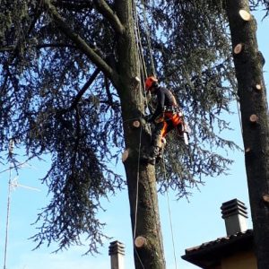 potatura-alberi-in-arrampicata-bologna
