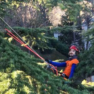 potatura-alberi-bologna