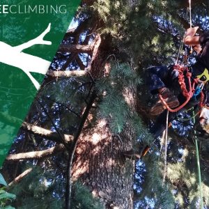 potatura-in-arrampicata-bologna