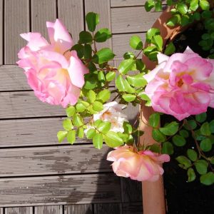 progettazione-terrazzi-bologna