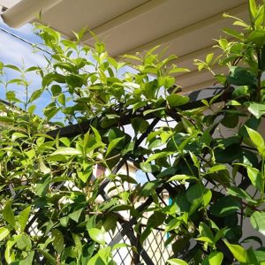 gelsomino-rampicante