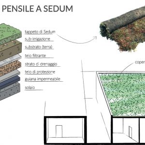 copertura-tetto-a-sedum