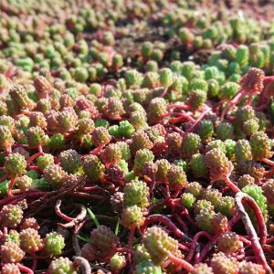 tetto-pensile-bologna