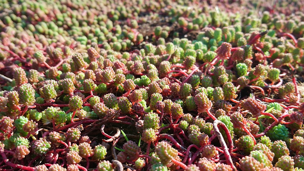 sedum-verde-pensile