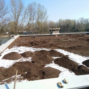 copertura-tetto-a-sedum