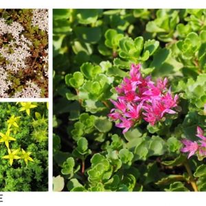 sedum-acre-sedum-spurium-sedum-album
