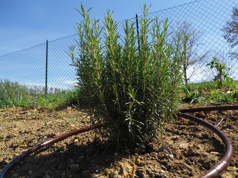 Junior Garden - Irrigazione siepe e alberi nel giardino