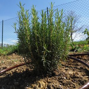 tubo-gocciolante-irrigazione