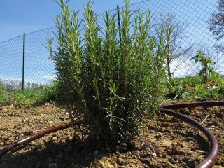 Irrigazione per siepi e alberi