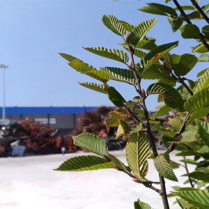 giardinieri-per-aziende-bologna