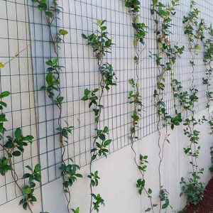 mitigazione-muro-con-rampicanti