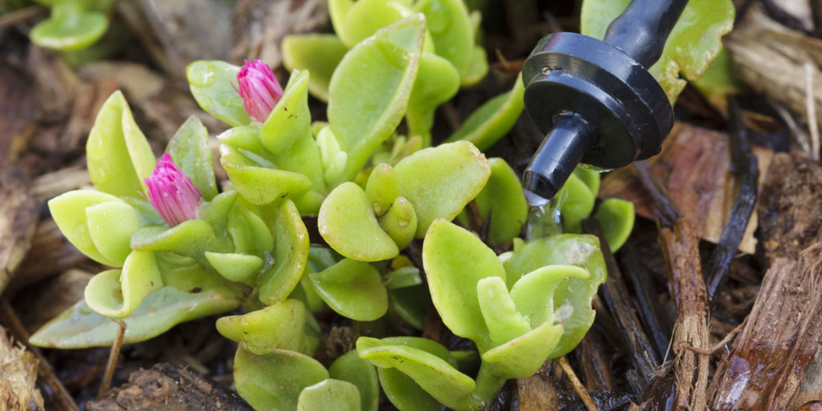 Water drip system and iceplant