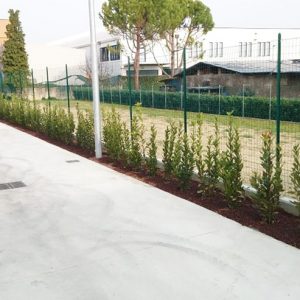 siepe-alloro-confine