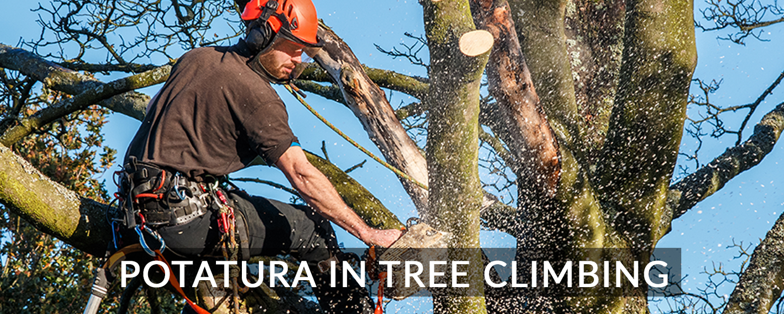 TREE_CLIMBING_SERVIZI